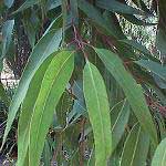 Eucalyptus Oil